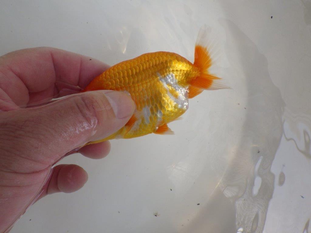 【全国大会東大関獲得ブリーダー 】種にもお勧めの当歳らんちゅう約11,5㎝