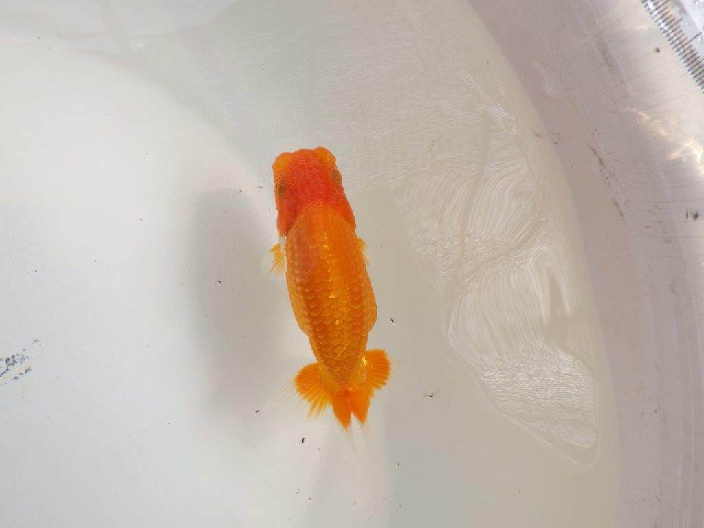 【全国大会東大関獲得ブリーダー 】種にもお勧めの当歳らんちゅう約11,5㎝