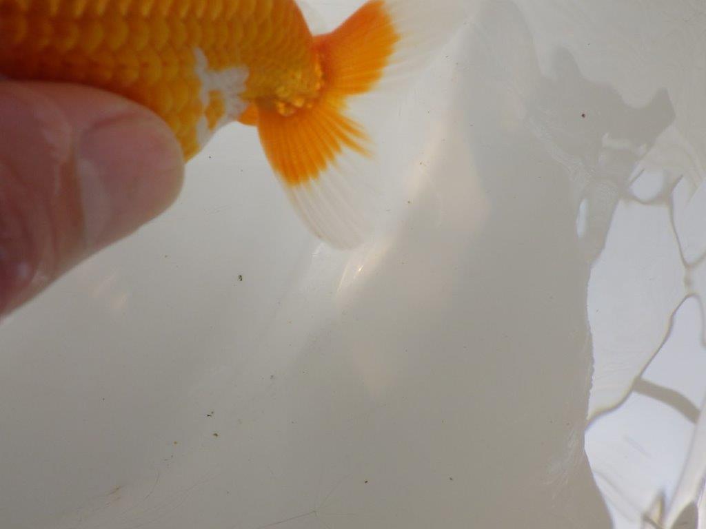 【全国大会東大関獲得ブリーダー 】種にもお勧めの当歳らんちゅう約11,5㎝