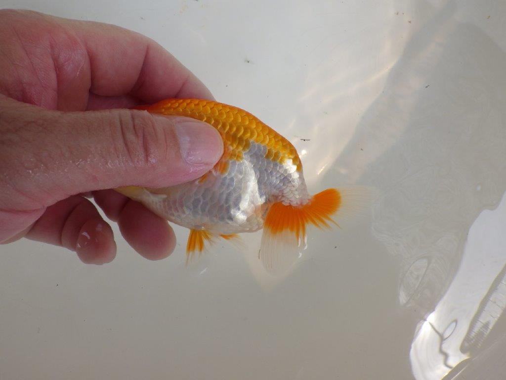 【全国大会東大関獲得ブリーダー 】横見もお勧め当歳らんちゅう約11,5㎝