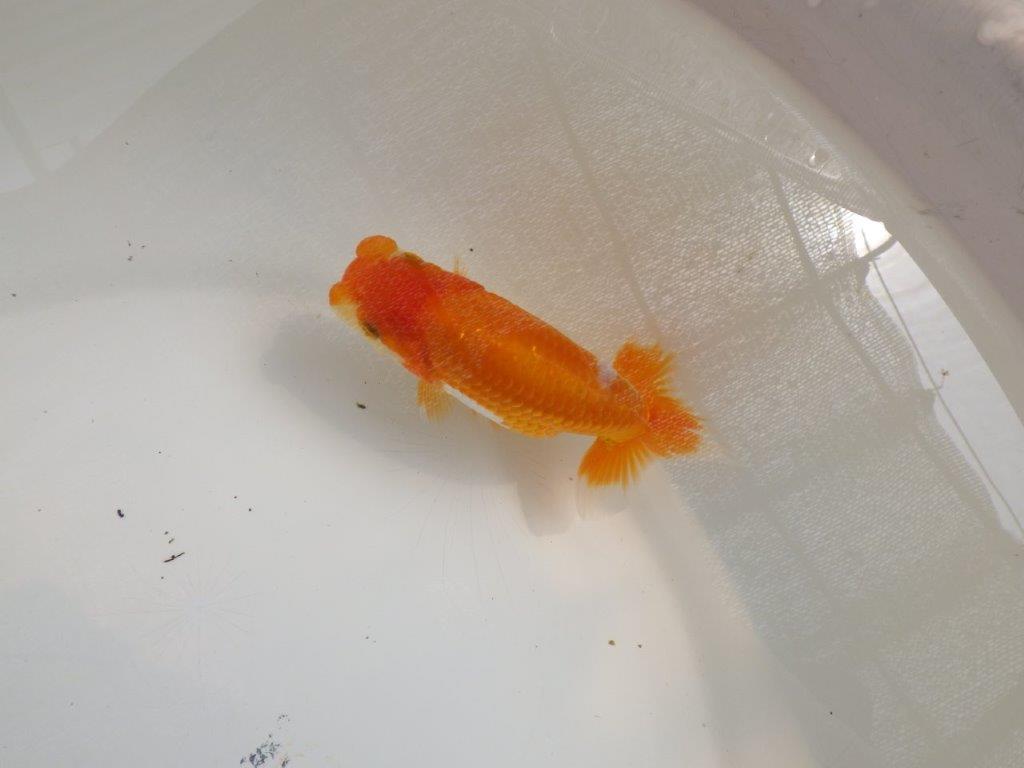 【全国大会東大関獲得ブリーダー 】種にもお勧めしたい当歳らんちゅう約12㎝の上身