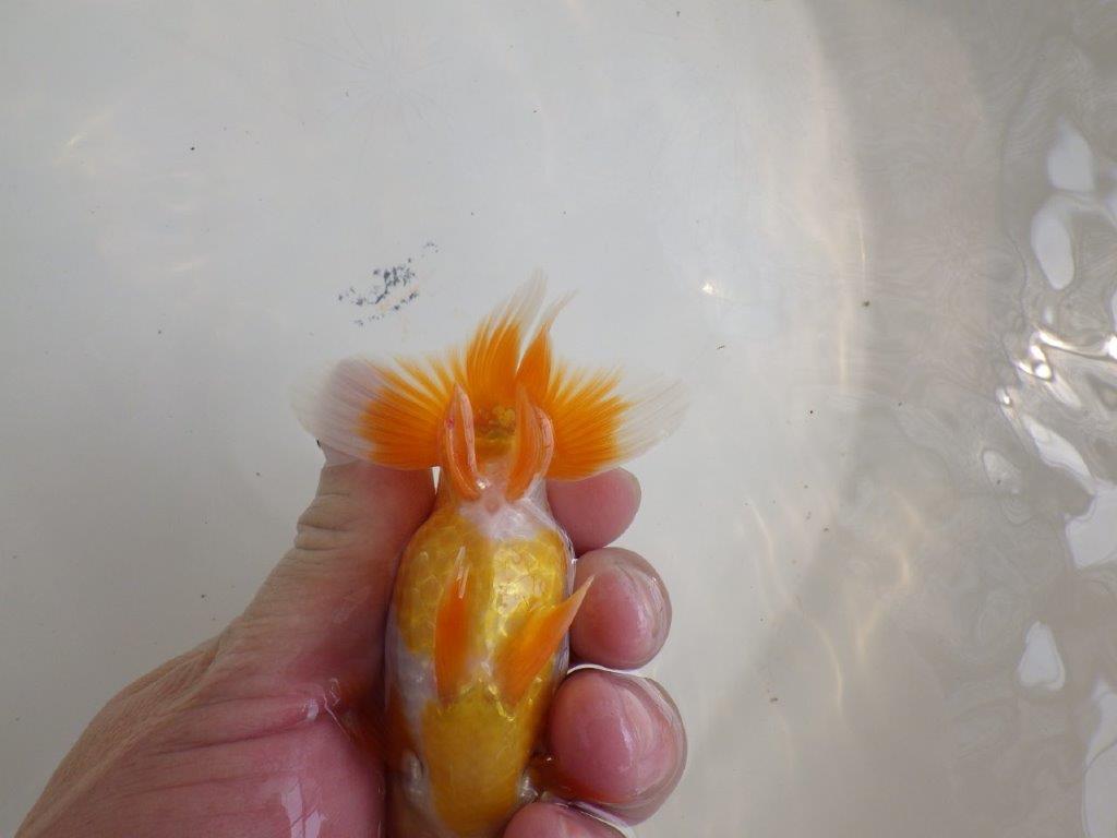 【全国大会東大関獲得ブリーダー 】種にもお勧めしたい当歳らんちゅう約12㎝