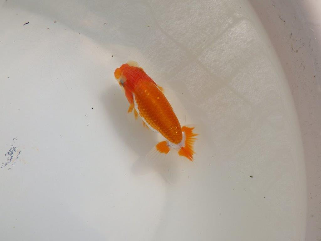 【全国大会東大関獲得ブリーダー 】すばらしい尾型!仕上げてみたい当歳らんちゅう約11㎝