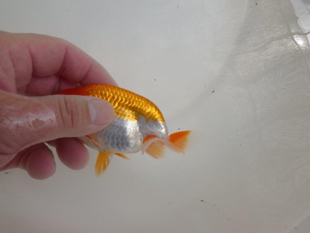 【全国大会東大関獲得ブリーダー 】すばらしい尾型!仕上げてみたい当歳らんちゅう約11㎝