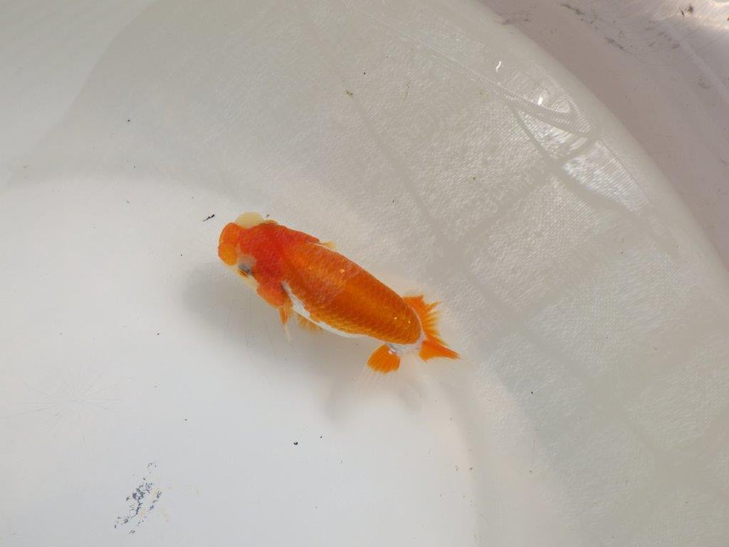 【全国大会東大関獲得ブリーダー 】すばらしい尾型!仕上げてみたい当歳らんちゅう約11㎝