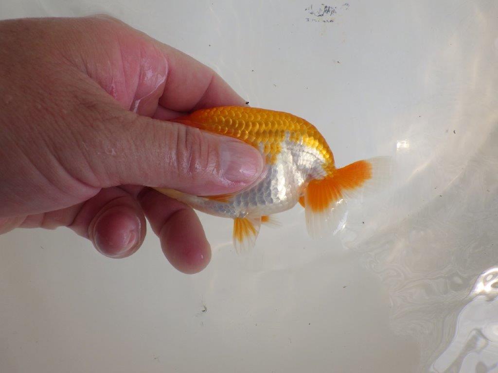 【全国大会東大関獲得ブリーダー 】みどころのある当歳らんちゅう約11,5㎝