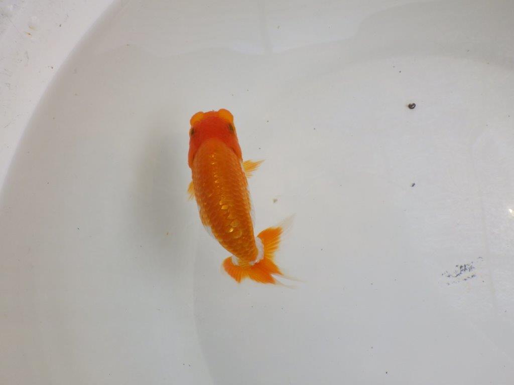 【全国大会東大関獲得ブリーダー 】みどころのある当歳らんちゅう約11,5㎝
