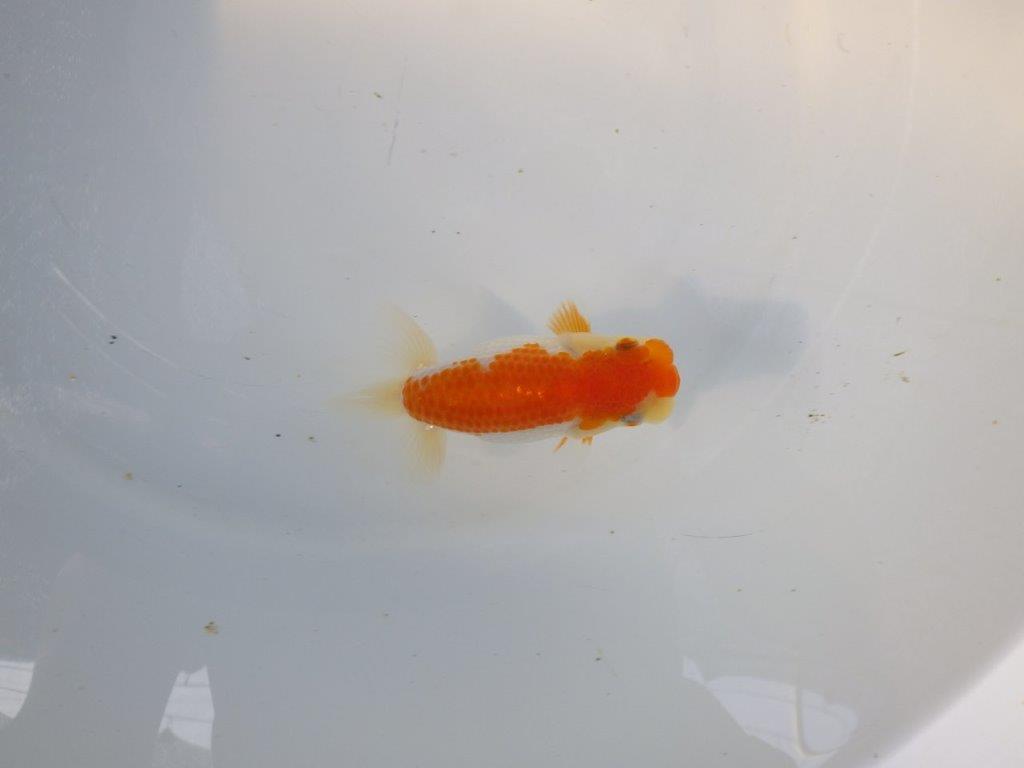 【日らん優等賞獲得ブリーダー】水槽映え!横見が綺麗!当歳らんちゅう約11㎝