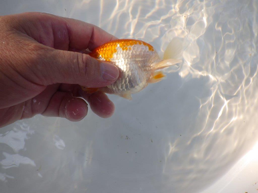【日らん優等賞獲得ブリーダー】水槽映え!横見が綺麗!当歳らんちゅう約11㎝