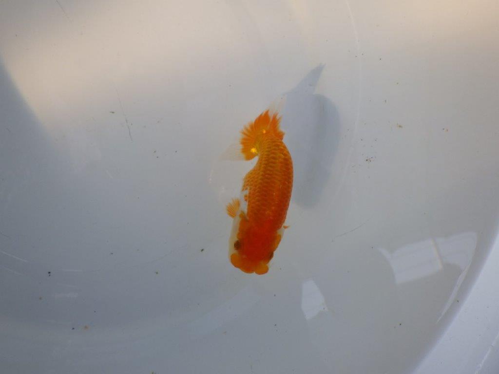 【日らん優等賞獲得ブリーダー】素晴らしいフンタン!当歳らんちゅう約11㎝