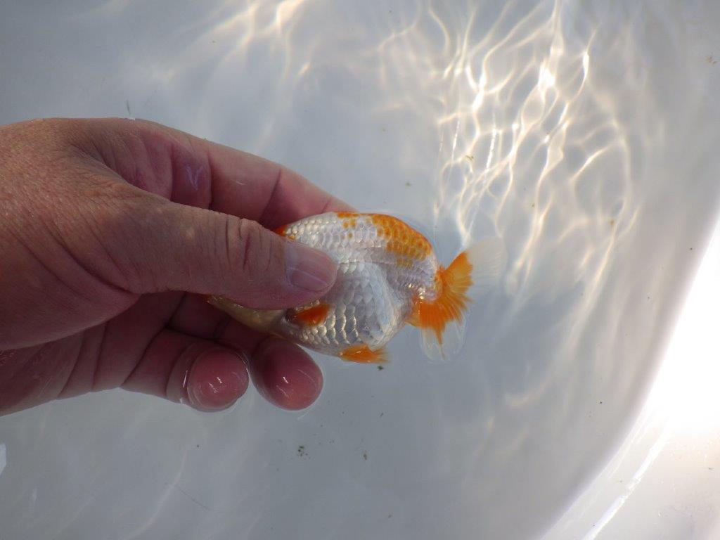 【日らん優等賞獲得ブリーダー】飼い込みお勧め!当歳らんちゅう約10,5㎝