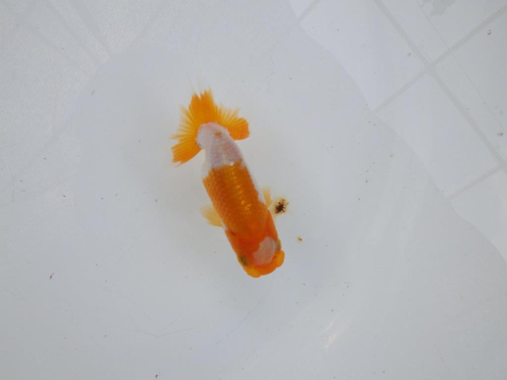 【管理魚 当歳らんちゅう 】ポイントを押さえたご鑑賞お勧めの更紗！　約10㎝