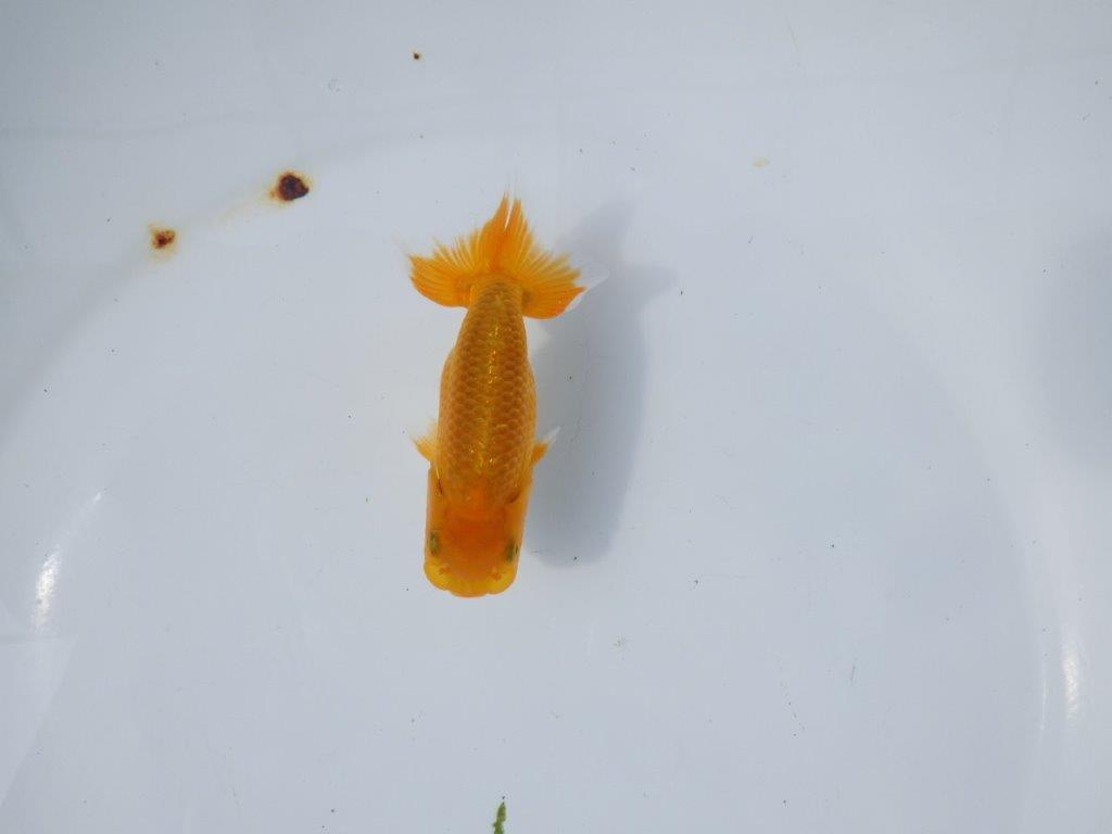 【管理魚 当歳らんちゅう 】種にもお使い頂きたい！　約11㎝