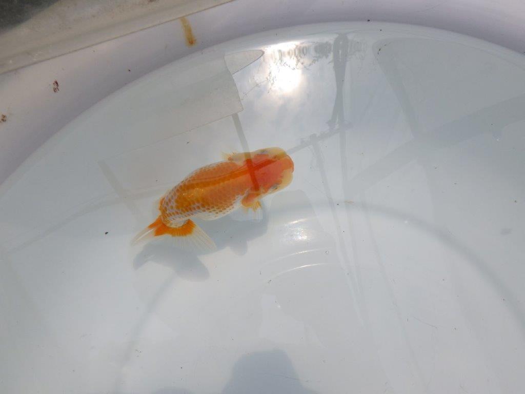 【名古屋金魚愛好会 研究会】残念賞A当歳らんちゅう約12㎝