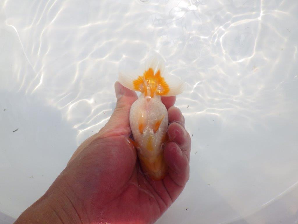【名古屋金魚愛好会 研究会】残念賞A当歳らんちゅう約12㎝