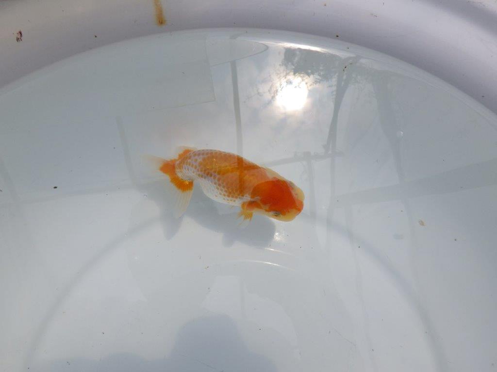 【名古屋金魚愛好会 研究会】残念賞A当歳らんちゅう約12㎝