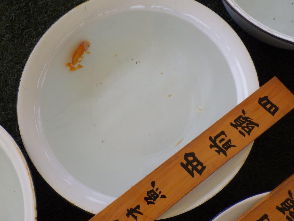 【名古屋金魚愛好会 研究会】 西前頭四 当歳らんちゅう約10,5㎝