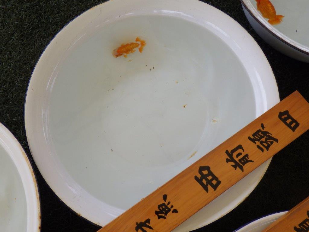 【名古屋金魚愛好会 研究会】 西前頭四 当歳らんちゅう約10,5㎝