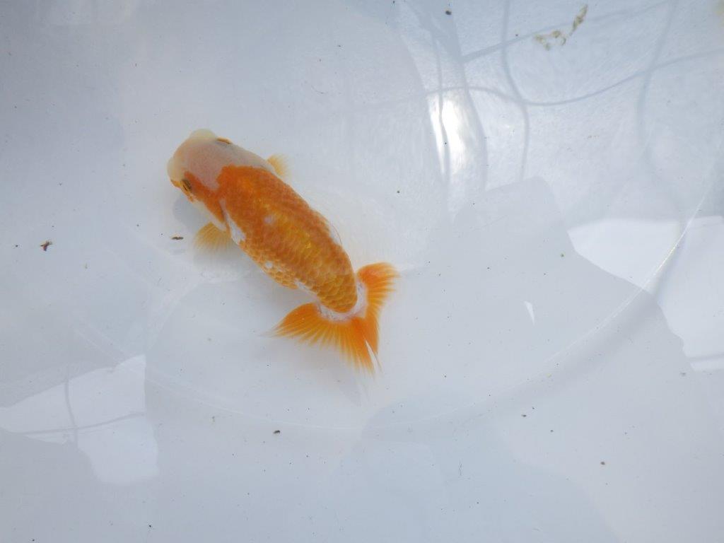 【名古屋金魚愛好会 研究会】 西前頭四 当歳らんちゅう約10,5㎝
