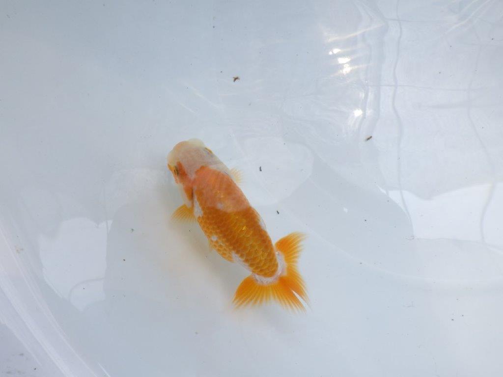 【名古屋金魚愛好会 研究会】 西前頭四 当歳らんちゅう約10,5㎝