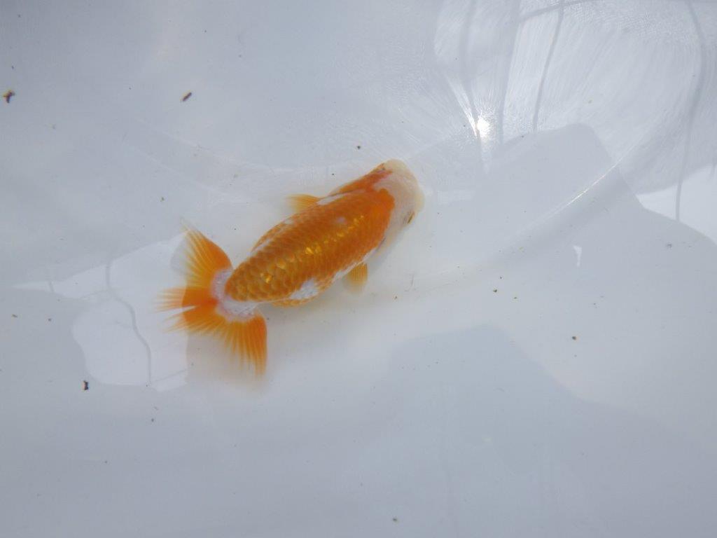 【名古屋金魚愛好会 研究会】 西前頭四 当歳らんちゅう約10,5㎝