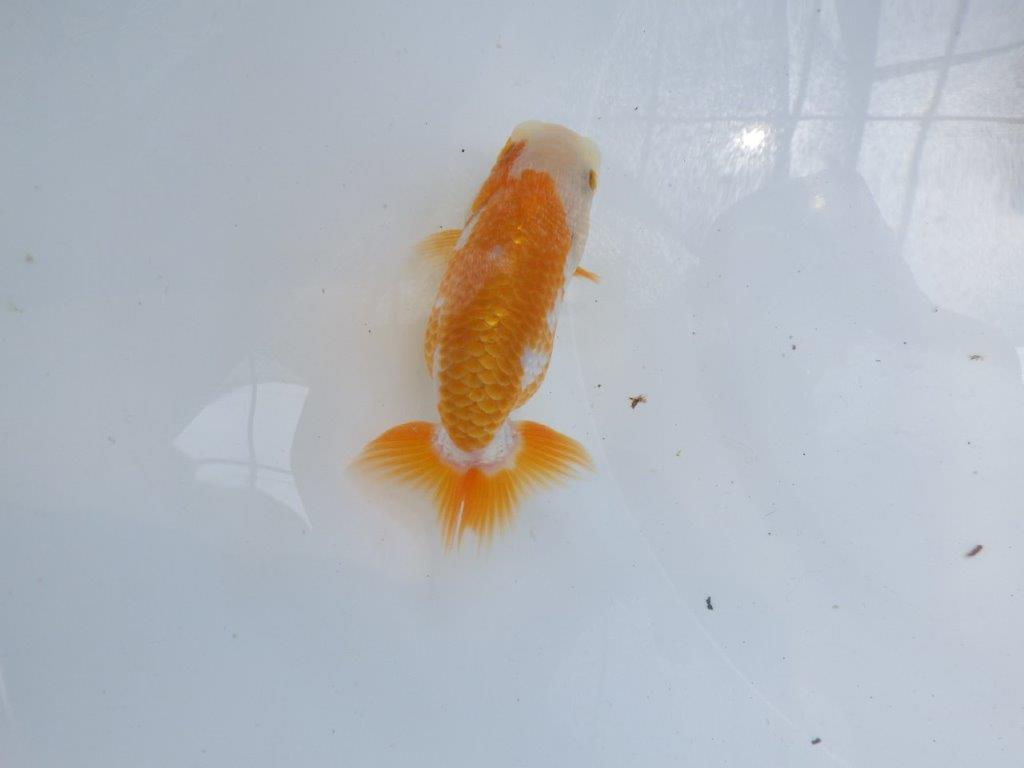 【名古屋金魚愛好会 研究会】 西前頭四 当歳らんちゅう約10,5㎝