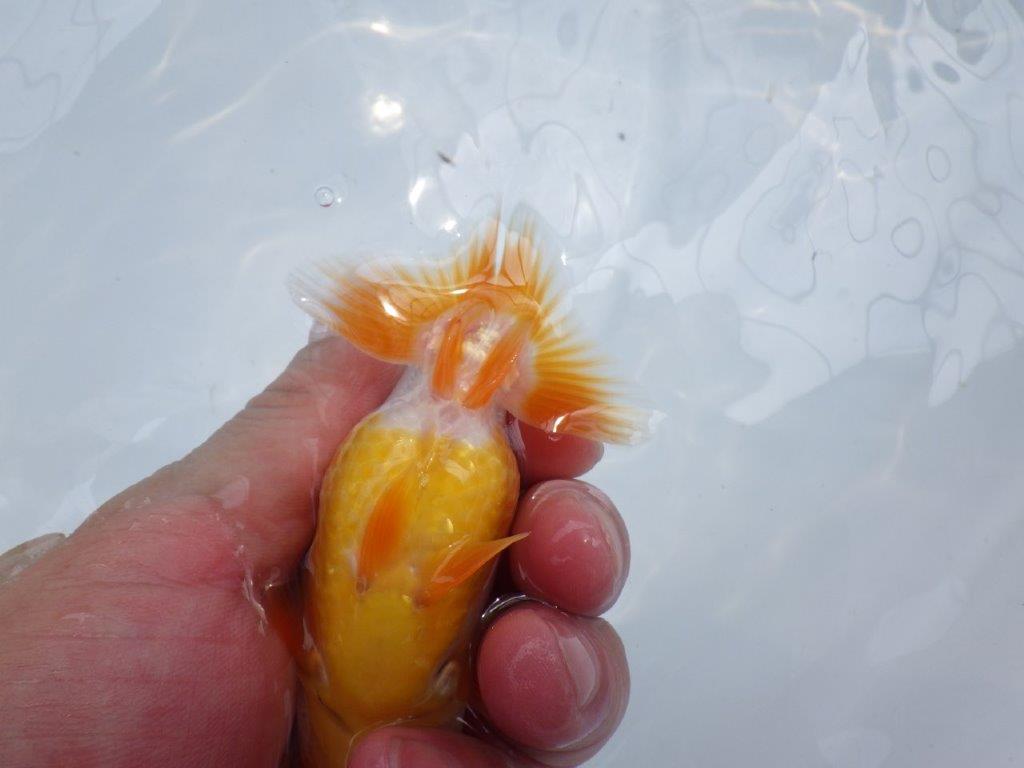 【名古屋金魚愛好会 研究会】 西前頭四 当歳らんちゅう約10,5㎝