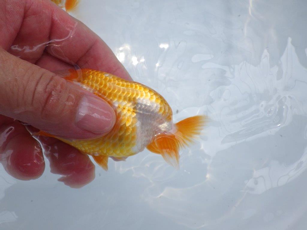 【名古屋金魚愛好会 研究会】 西前頭四 当歳らんちゅう約10,5㎝