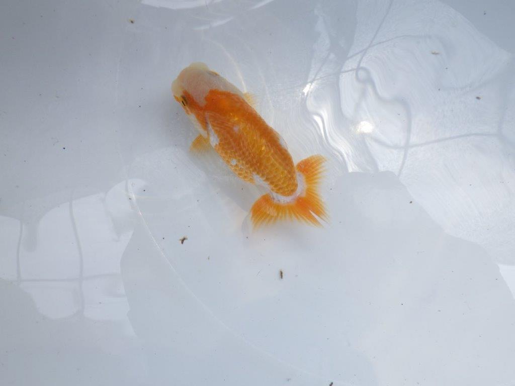 【名古屋金魚愛好会 研究会】 西前頭四 当歳らんちゅう約10,5㎝