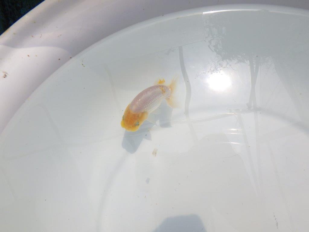【名古屋金魚愛好会 研究会】 行司一 当歳らんちゅう約9㎝