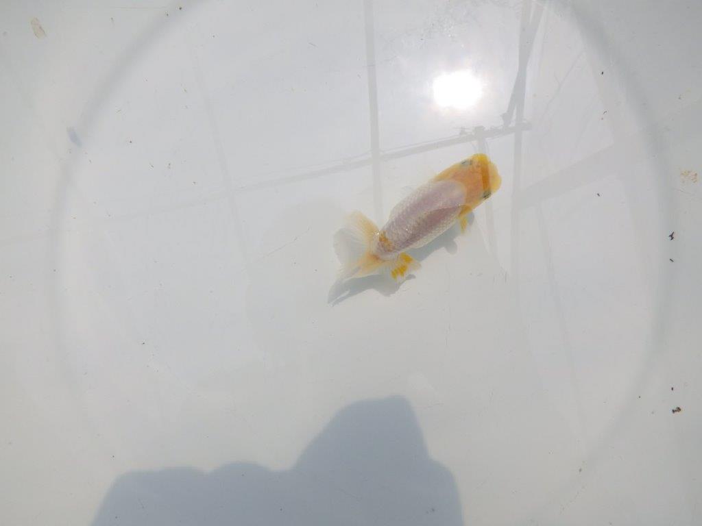 【名古屋金魚愛好会 研究会】 行司一 当歳らんちゅう約9㎝