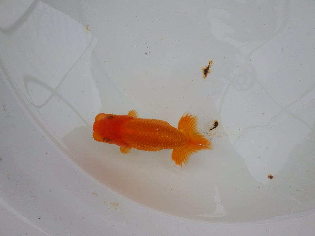 【名古屋金魚愛好会 研究会】 西前頭五 当歳らんちゅう約11㎝