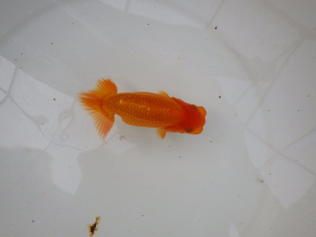 【名古屋金魚愛好会 研究会】 西前頭五 当歳らんちゅう約11㎝