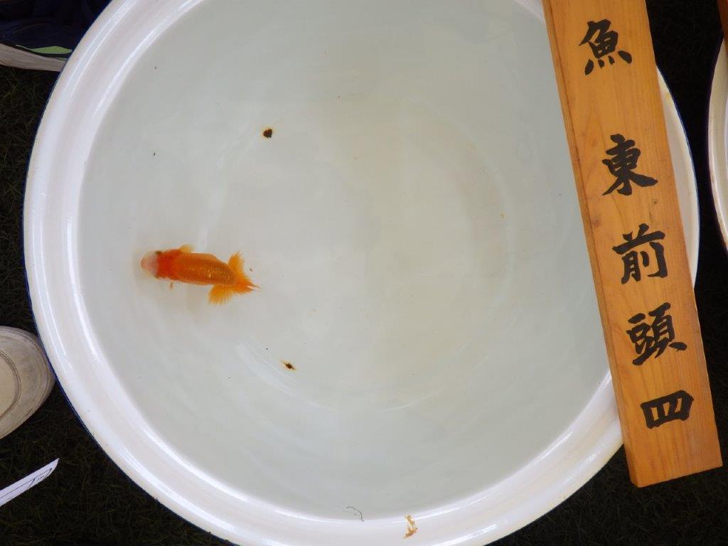 【名古屋金魚愛好会 研究会】 東前頭四 当歳らんちゅう約11㎝