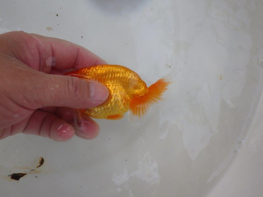 【名古屋金魚愛好会 研究会】 東前頭二 当歳らんちゅう約11㎝