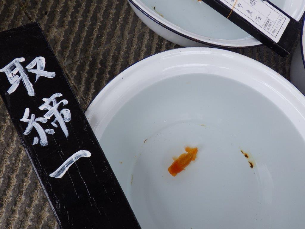 【尾張優魚会・文化連合会合同　研究会 】取締一（4席）入賞魚　約7㎝の上身
