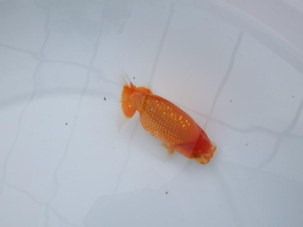【愛知M 様】品評大会に向けて飼い込みお勧め!当歳らんちゅう 約12,5㎝