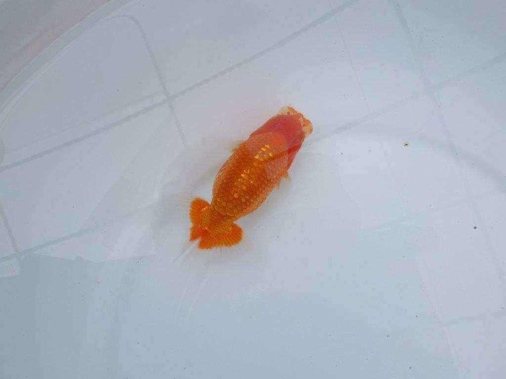 【愛知M 様】品評大会に向けて飼い込みお勧め!当歳らんちゅう 約12,5㎝
