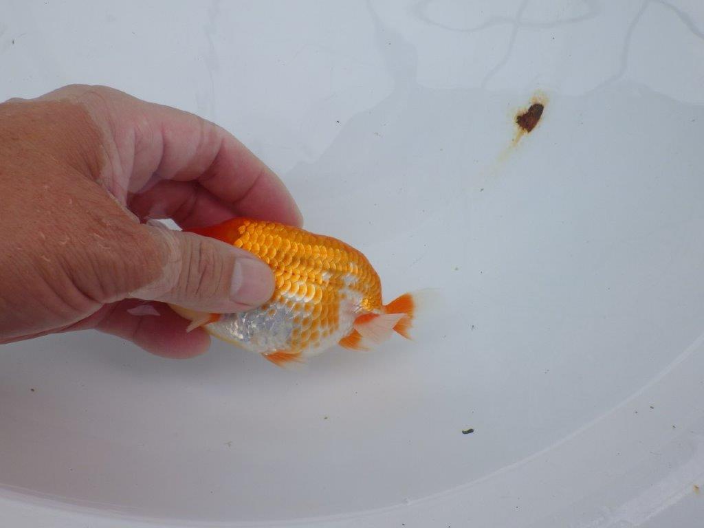 【愛知M 様】今後の活躍に期待が膨らむ当歳らんちゅう 約12,5㎝