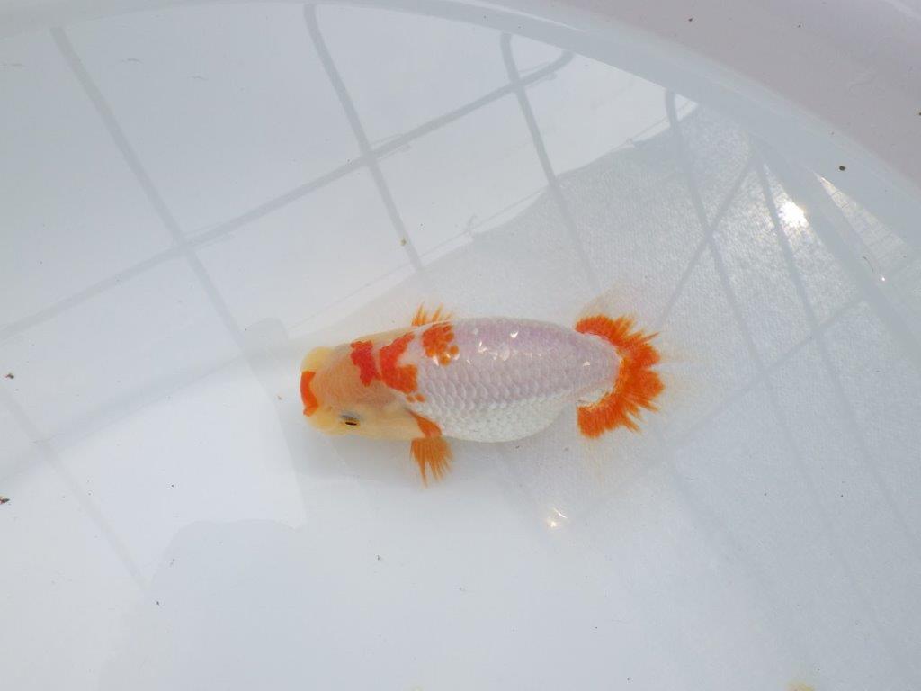 【愛知M 様】仕上がりが良く素晴らしい当歳らんちゅう  約14㎝