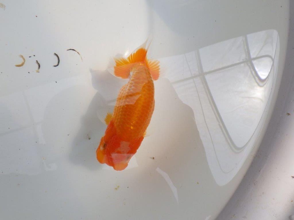 【種にもお勧め愛知超優良系統 】飼い込みお勧め!当歳らんちゅう約13㎝