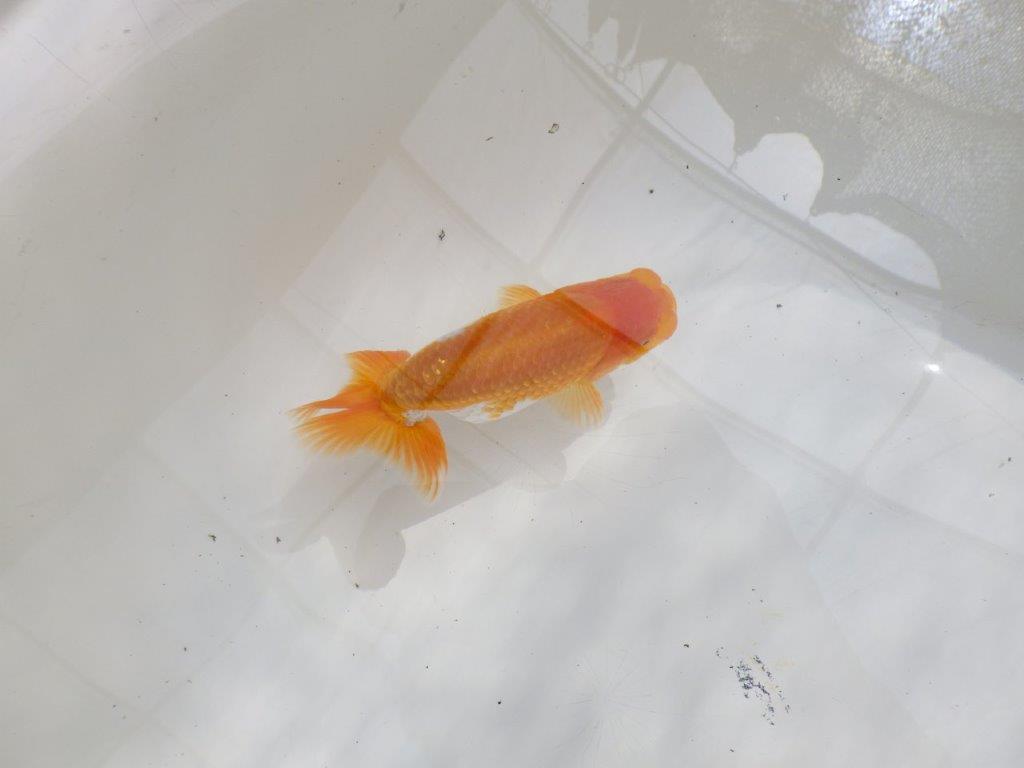 【全国大会東大関獲得ブリーダー 】背なりが綺麗で横見がお勧め当歳らんちゅう約12㎝