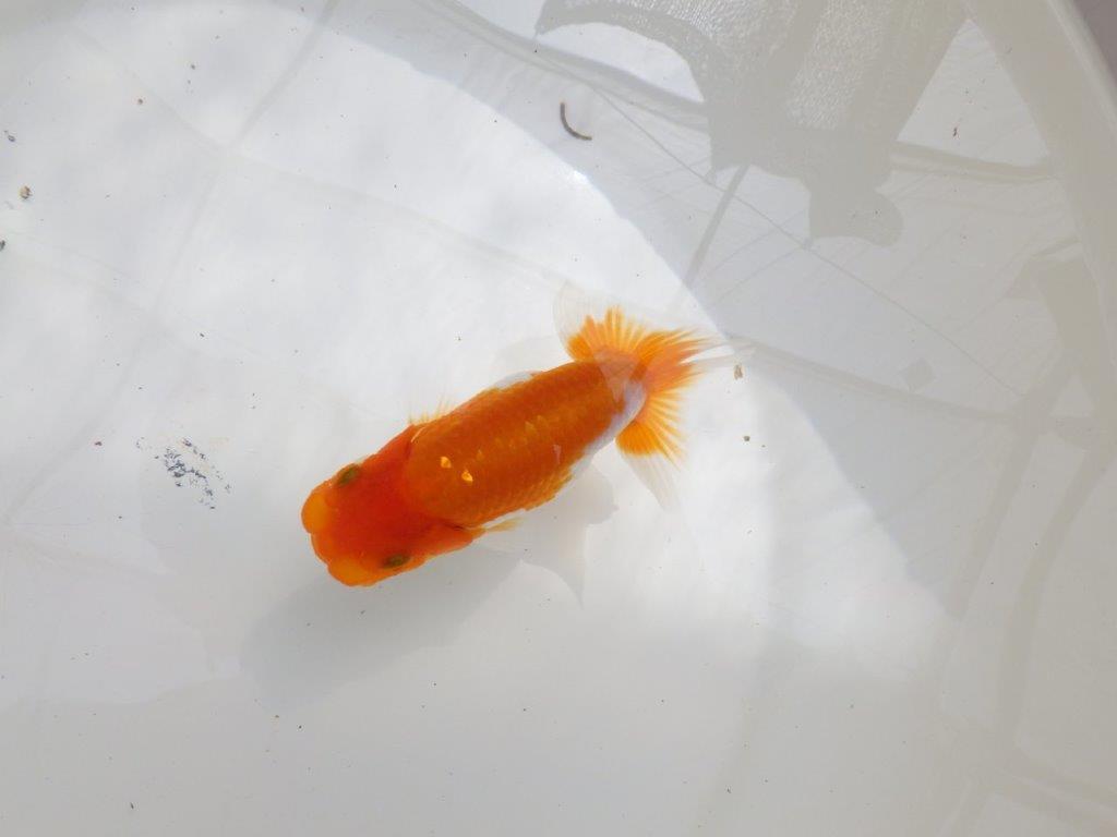 【全国大会東大関獲得ブリーダー 】水槽映え!お勧め当歳らんちゅう約10,5㎝