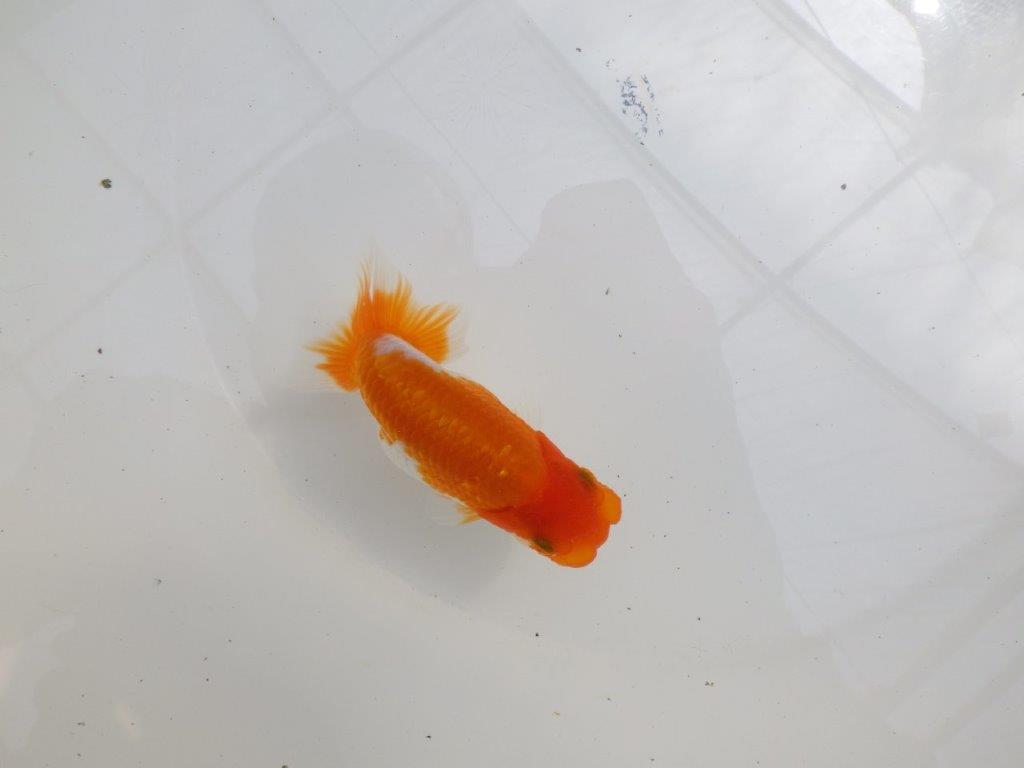 【全国大会東大関獲得ブリーダー 】水槽映え!お勧め当歳らんちゅう約10,5㎝