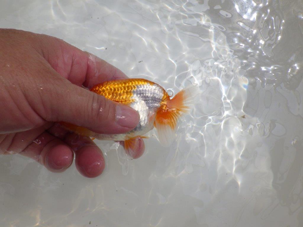 【全国大会東大関獲得ブリーダー 】水槽映え!お勧め当歳らんちゅう約10,5㎝