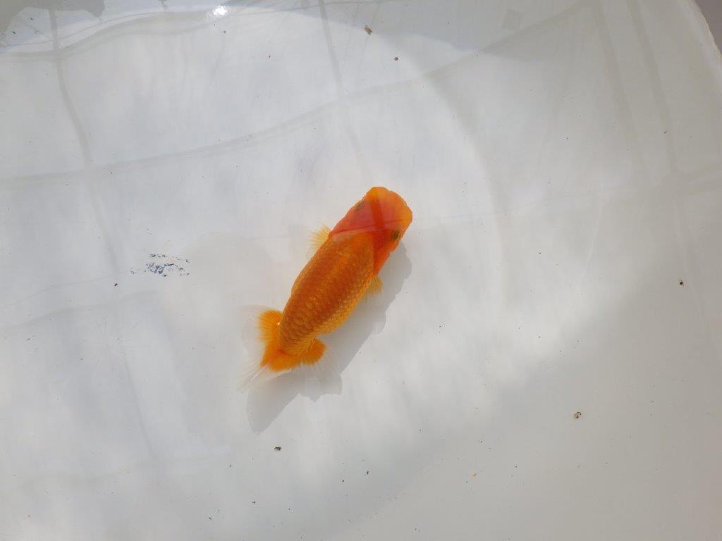 【全国大会東大関獲得ブリーダー 】嫌味のない良い雰囲気の当歳らんちゅう約12㎝