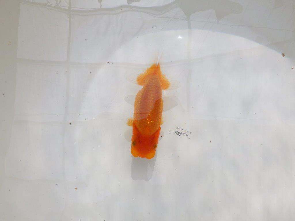 【全国大会東大関獲得ブリーダー 】嫌味のない良い雰囲気の当歳らんちゅう約12㎝の上身