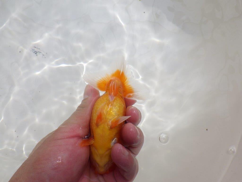 【全国大会東大関獲得ブリーダー 】嫌味のない良い雰囲気の当歳らんちゅう約12㎝