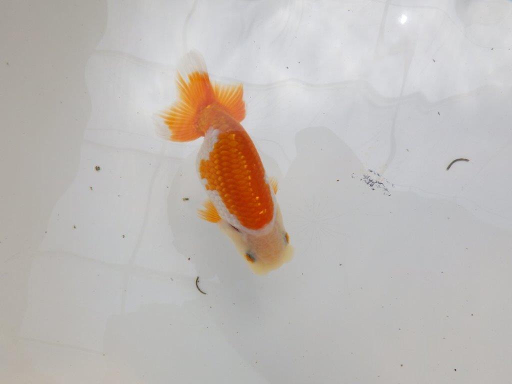 【全国大会東大関獲得ブリーダー 】成長次第で楽しめる当歳らんちゅう約11㎝