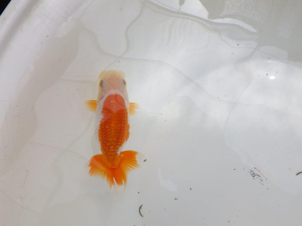 【全国大会東大関獲得ブリーダー 】成長次第で楽しめる当歳らんちゅう約11㎝